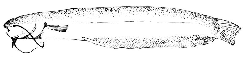 Pterocryptis buccata