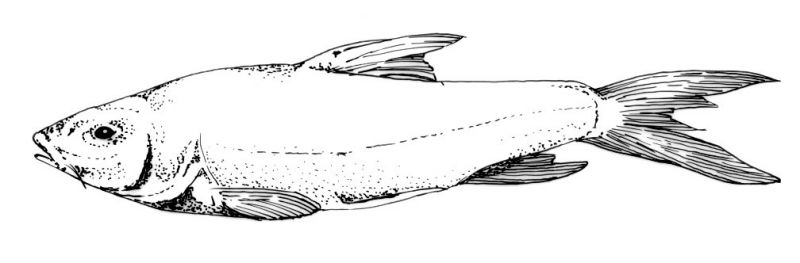 Poropuntius speleops