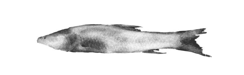 Troglocyclocheilus khammouanensis