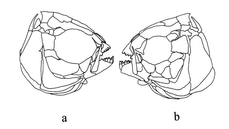 Astyanax aeneus