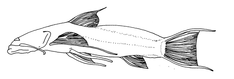 Astroblepus riberae