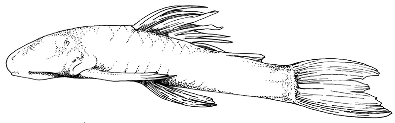 Ancistrus cryptophthalmus