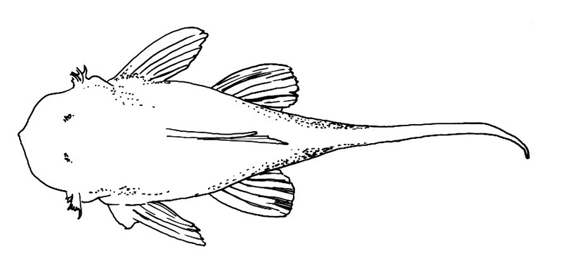 Ancistrus galani