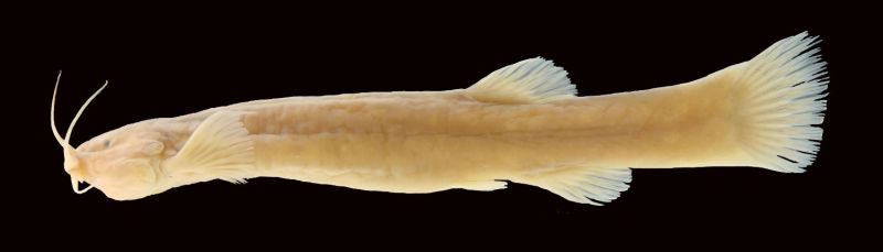 Trichomycterus sketi