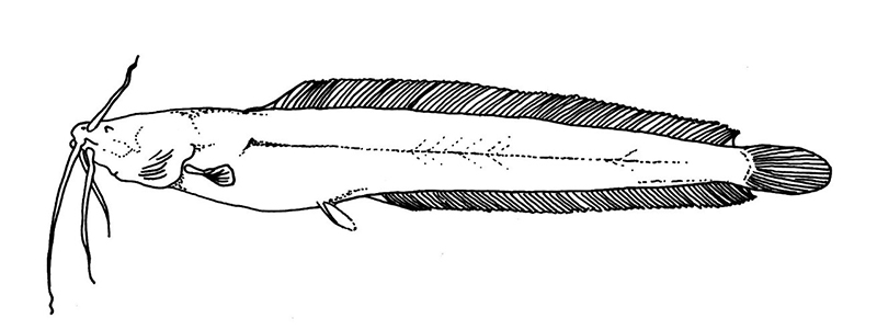 Clarias cavernicola