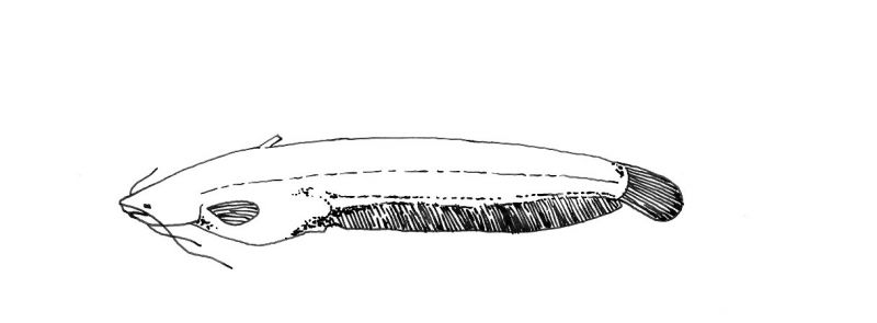 Pterocryptis cucphuongensis