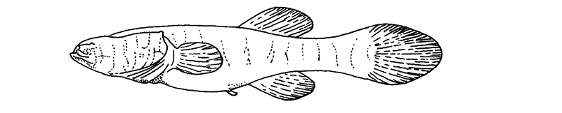 Amblyopsis spelaea