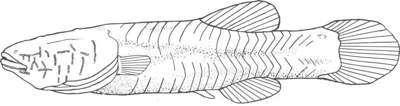Amblyopsis hoosieri
