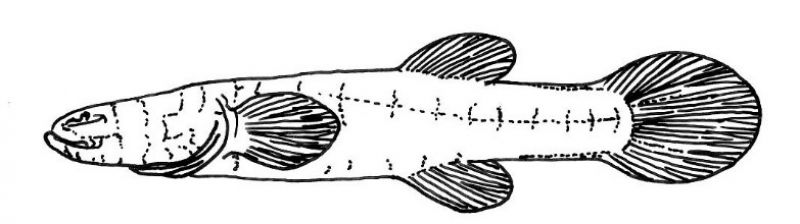 Subterranean Fishes of the World - Graham Proudlove