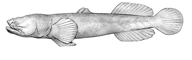 Typhlogobius californiensis