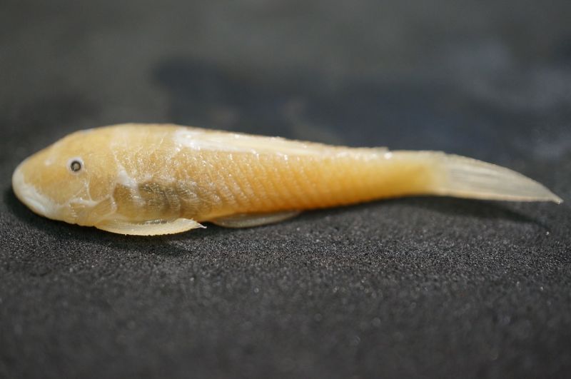 Chaetostoma undescribed species