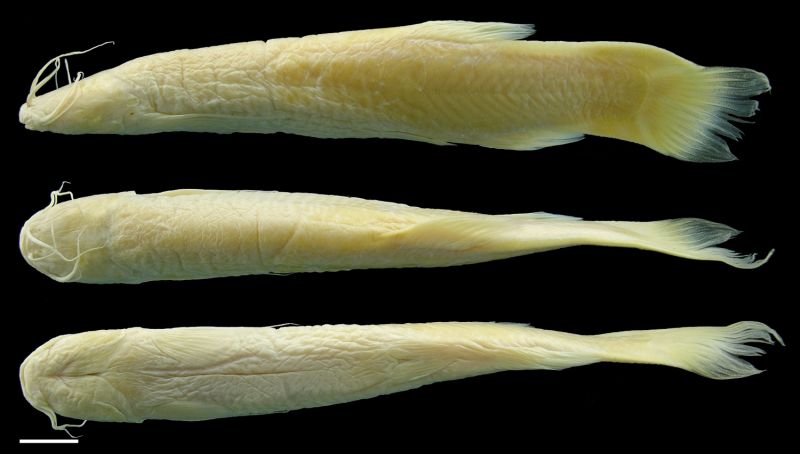 Trichomycterus spectrum