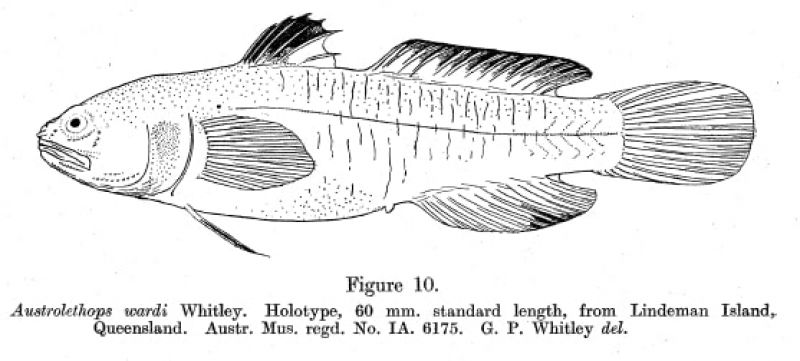 Austrolethops wardi