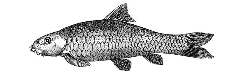 Garra longipinnis