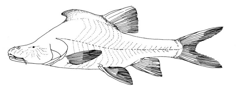 Sinocyclocheilus cyphotergous