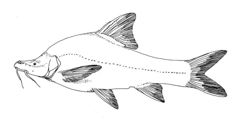 Sinocyclocheilus microphthalmus